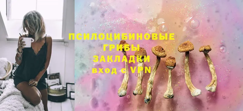 Псилоцибиновые грибы Cubensis Поворино